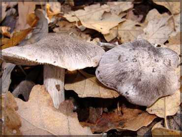 Mushrooms - Съждива гъба